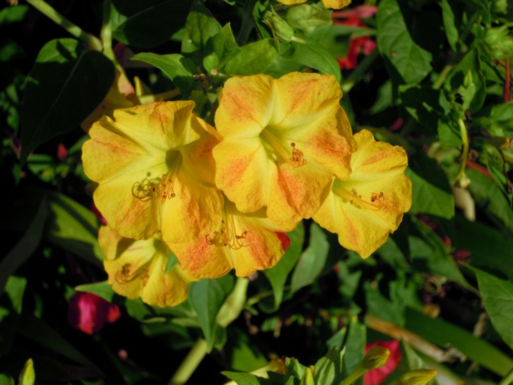 Mirabilis jalapa (Nyctaginaceae)